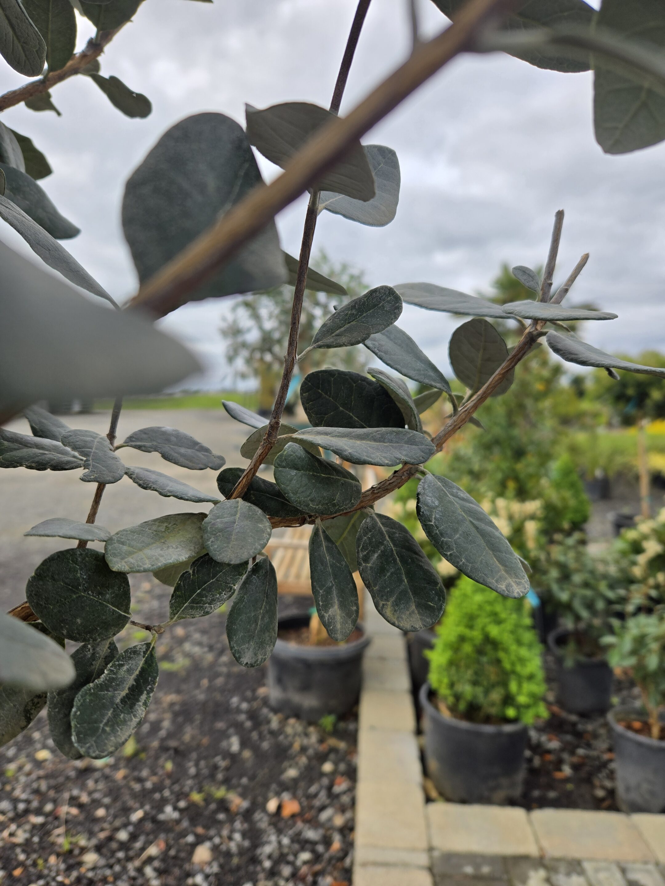Feijoa sellowiana 'Standard'/Pineapple Guava 'Standard' - Image 2