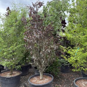 Fagus sylvatica 'Rohanii'/Purple Oakleaf Beech
