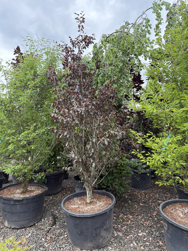 Fagus sylvatica 'Rohanii'/Purple Oakleaf Beech