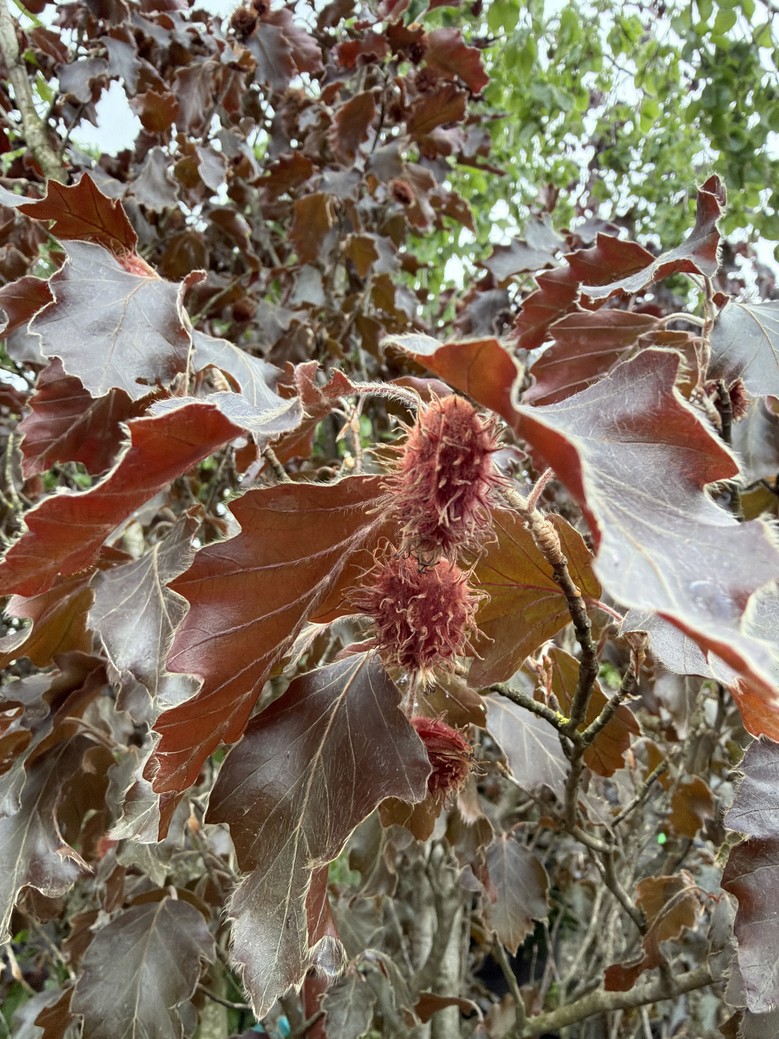 Fagus sylvatica 'Rohanii'/Purple Oakleaf Beech - Image 3