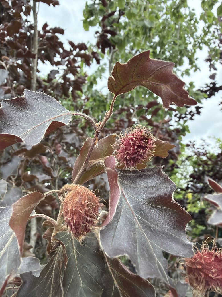 Fagus sylvatica 'Rohanii'/Purple Oakleaf Beech - Image 2