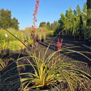 Hesperaloe parviflora/'Red Yucca'
