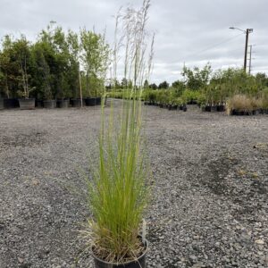 Deschampsia cespitosa/Tufted Hair Grass