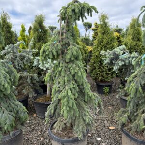 Picea glauca 'Pendula'/Weeping White Spruce