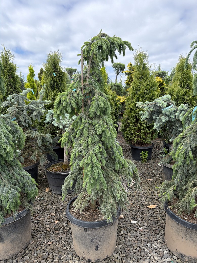 Picea glauca 'Pendula'/Weeping White Spruce