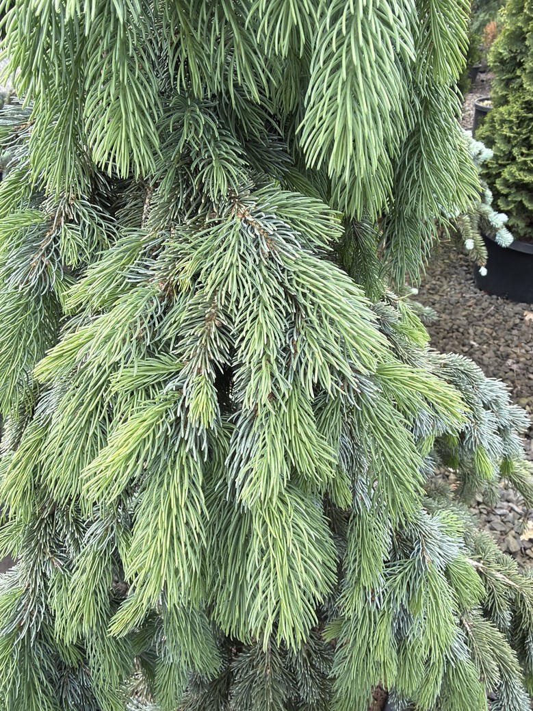 Picea glauca 'Pendula'/Weeping White Spruce - Image 3