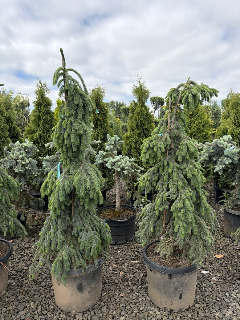 Picea glauca 'Pendula'/Weeping White Spruce - Image 2