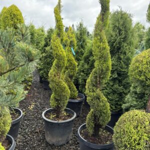 Cupressus macrocarpa 'Wilma Goldcrest' Spiral/Wilma Goldcrest Cypress 'Spiral'