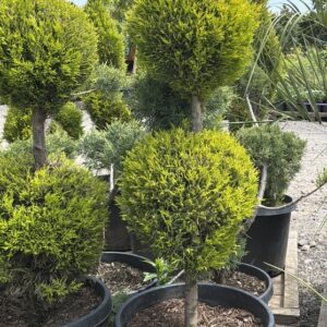 Cupressus macrocarpa/Wilma Goldcrest Cypress 'Lemon Cypress' 2-Tier