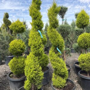 Cupressus macrocarpa/Wilma Goldcrest 'Spiral'