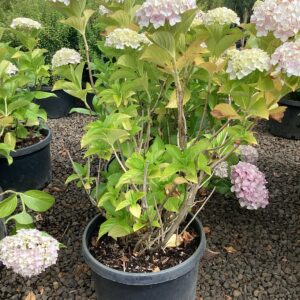 Hydrangea macrophylla 'Big Daddy'/Hydrangea Big Daddy