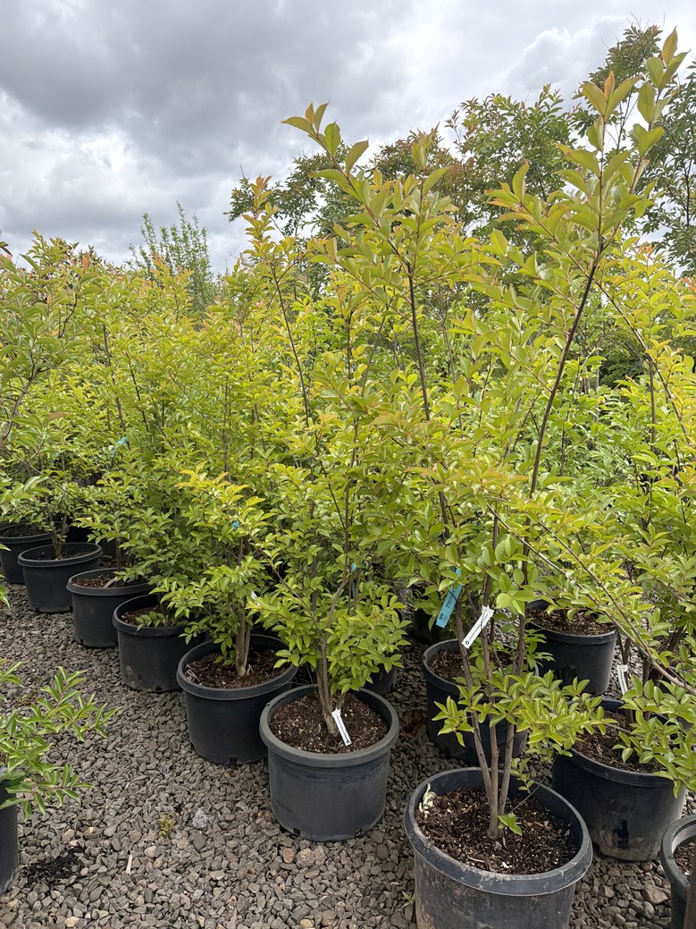 Lagerstroemia indica x fauriei 'Muskogee'/Muskogee Crape Myrtle - Image 3