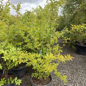 Lagerstroemia indica x fauriei 'Muskogee'/Muskogee Crape Myrtle