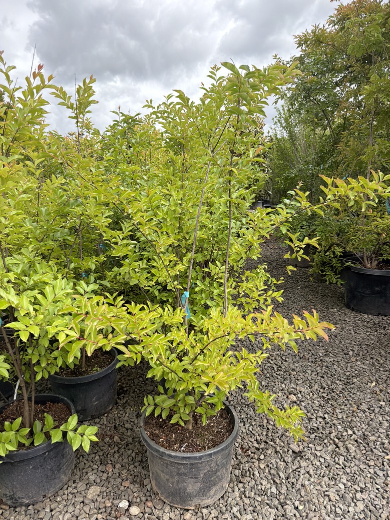 Lagerstroemia indica x fauriei 'Muskogee'/Muskogee Crape Myrtle