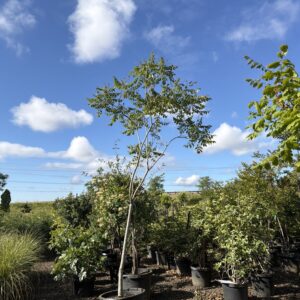 Koelreuteria paniculata 'Multi-Stem'/Golden Rain Tree 'Multi-Stem'