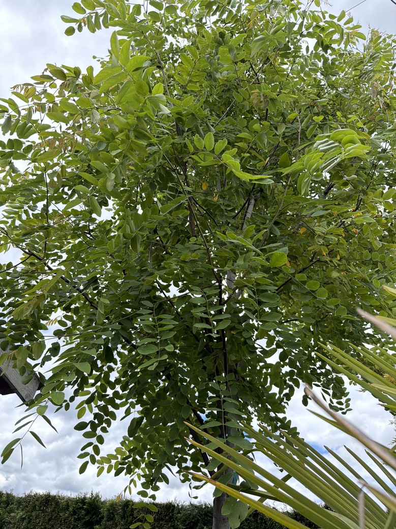 Robinia pseudoacacia/Purple Robe Black Locust - Image 2