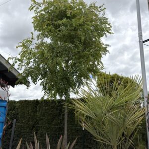 Robinia pseudoacacia/Purple Robe Black Locust