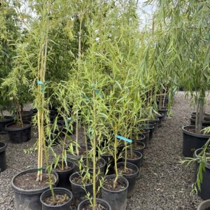 Salix babylonica/Weeping Willow