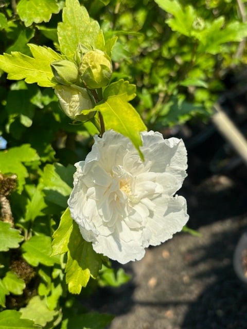 Hibiscus syriacus 'Ganrini Van Aart'/White Pillar Rose of Sharon Hibiscus - Image 5