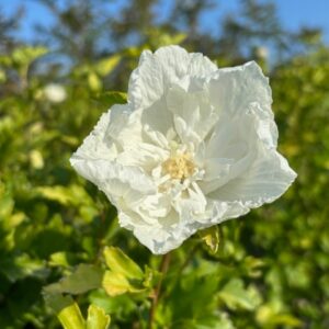 Hibiscus syriacus 'Ganrini Van Aart'/White Pillar Rose of Sharon Hibiscus