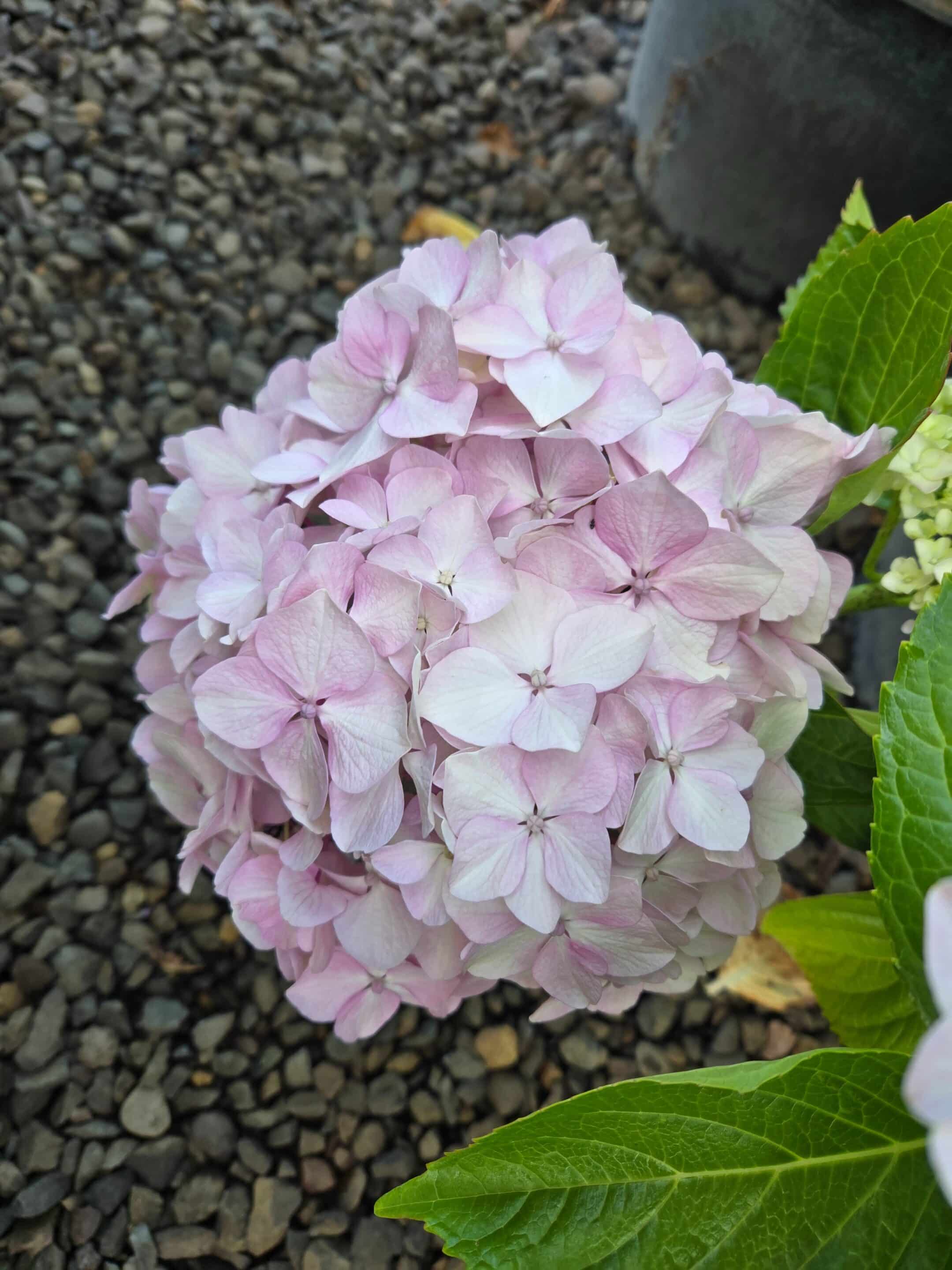 Hydrangea macrophylla 'Big Daddy'/Hydrangea Big Daddy - Image 2